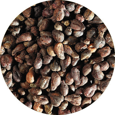 Pépin de raisin