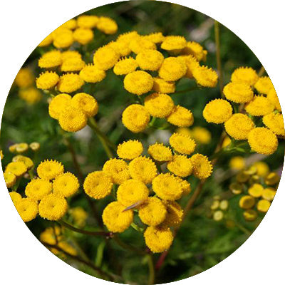 Immortelle