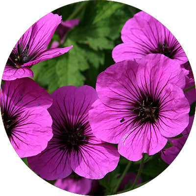 Géranium