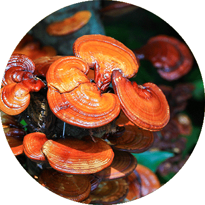 Reishi