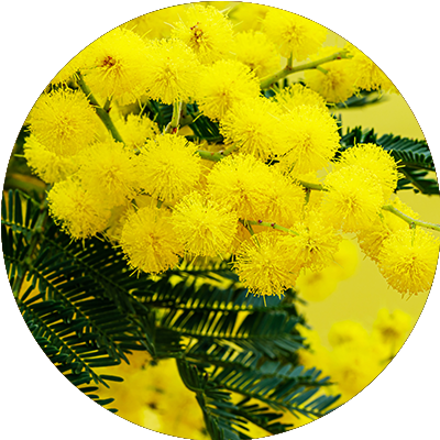 Acacia