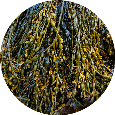 Ascophyllum