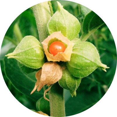 Ashwagandha