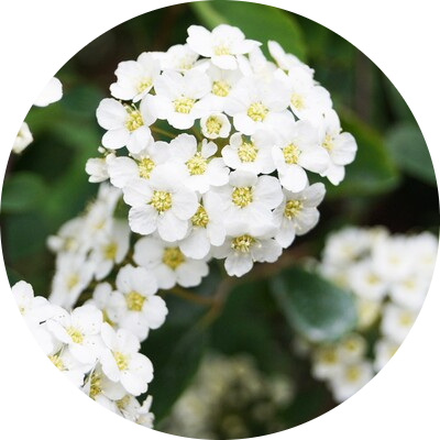 Aubépine