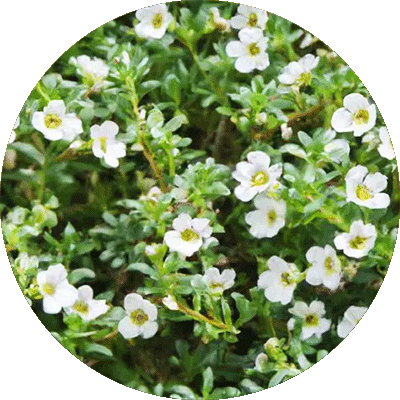 Bacopa