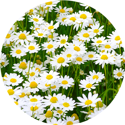 Camomille