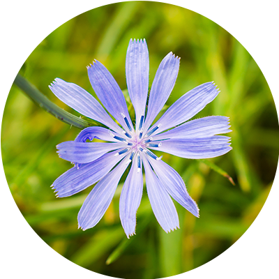 Chicorée