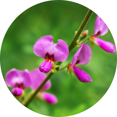 Desmodium