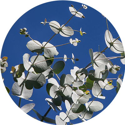 Eucalyptus