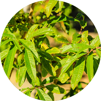 Eucalyptus Citriodora