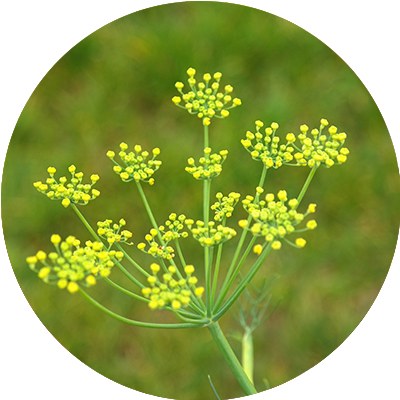 Fenouil