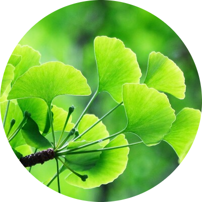 Ginkgo Biloba