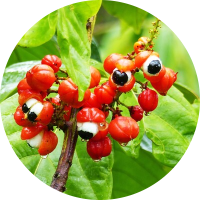 Guarana