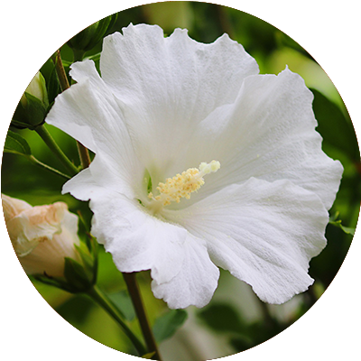 Hibiscus