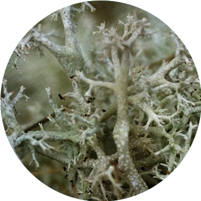 Lichen des rennes