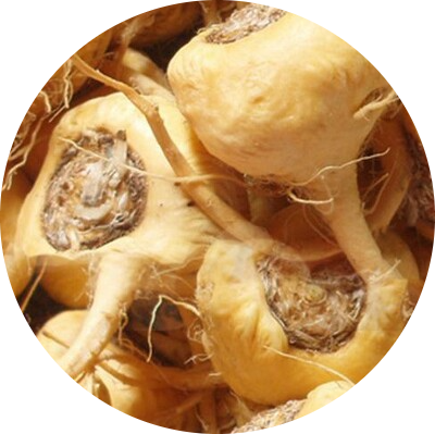 Maca