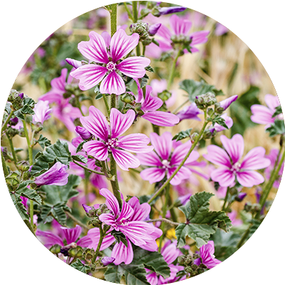 Mauve
