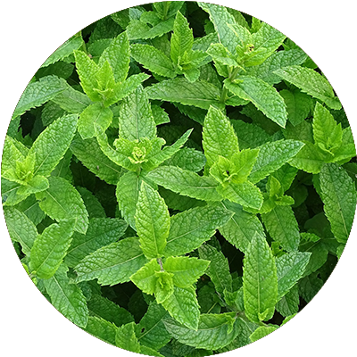 Menthe poivrée
