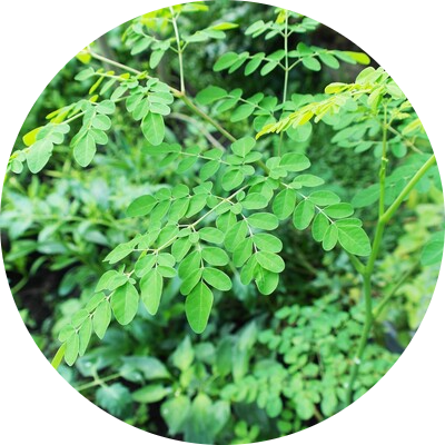 Moringa