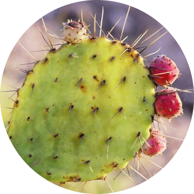 Nopal
