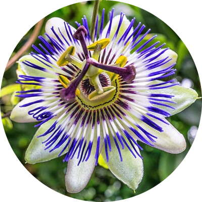 Passiflore