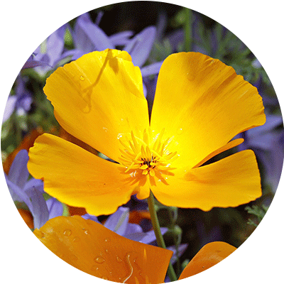 Pavot de Californie