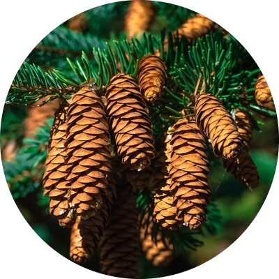 Pin des Montagnes