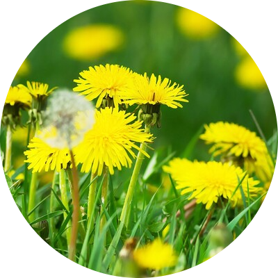 Pissenlit