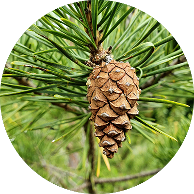 Pin sylvestre