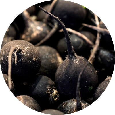 Radis noir
