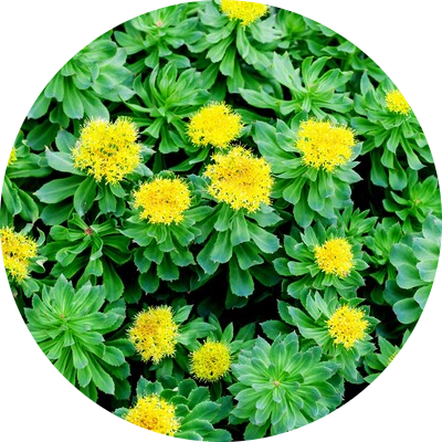Rhodiola