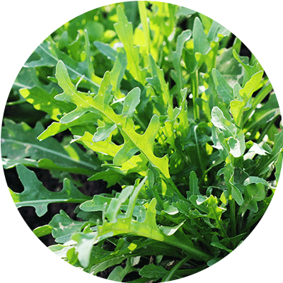 Roquette