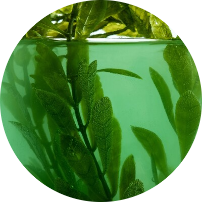 Spiruline