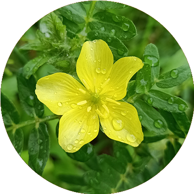 Tribulus terrestre