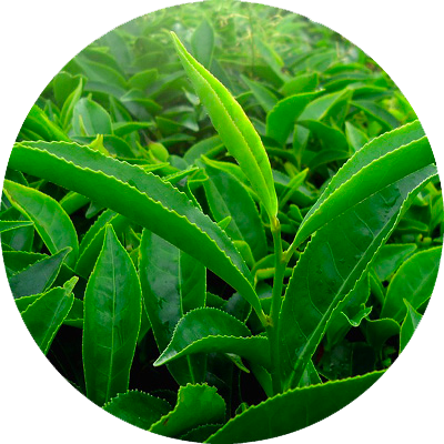 Thé vert