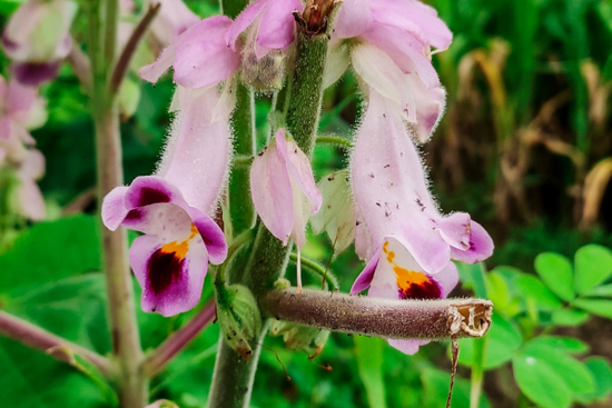 Benefits of Harpagophytum