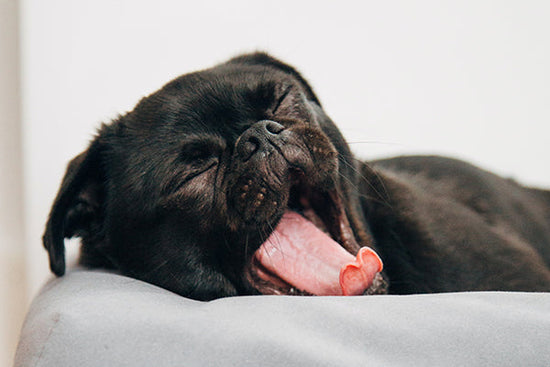 fatigue_chien_hiver_sommeil