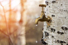 Is it possible to lose weight with birch sap? 