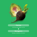 Artichoke Radish Black Organic - 20 ampoules