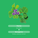 Desmodium 2500 - 30 capsules