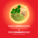 Moringa Maca Bio - 20 ampoules