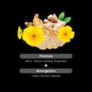 Maca 1500 Tribulus Ginseng Ginger - 20 ampoules