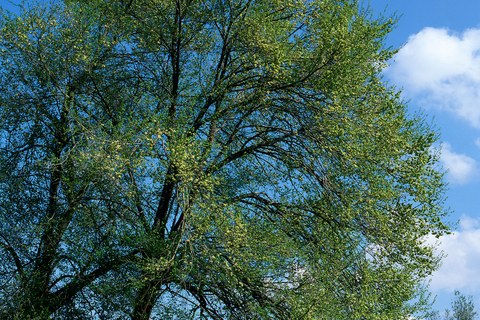 Image de la section