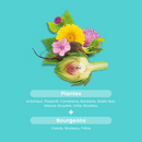 Ultra Detox Organic Program - 30 ampoules