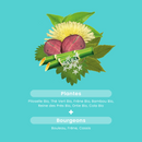 Organic Water Retention - 15 tablets